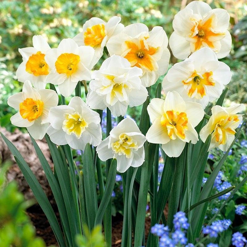 Daffodil, Butterfly, 'butterfly Mixture' - View 14 from www redcrocus com