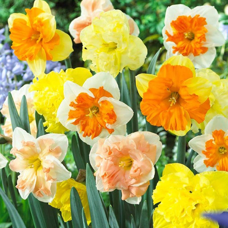 Daffodil, Butterfly, 'butterfly Mixture' - View 16 from www redcrocus com