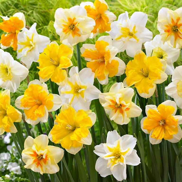 Daffodil, Butterfly, 'butterfly Mixture' - View 17 from www redcrocus com