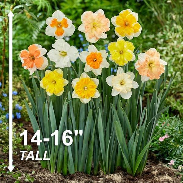 Daffodil, Butterfly, 'butterfly Mixture' - View 18 from www redcrocus com