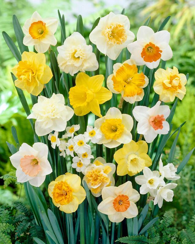 Daffodil, Butterfly, 'butterfly Mixture' - View 21 from www redcrocus com