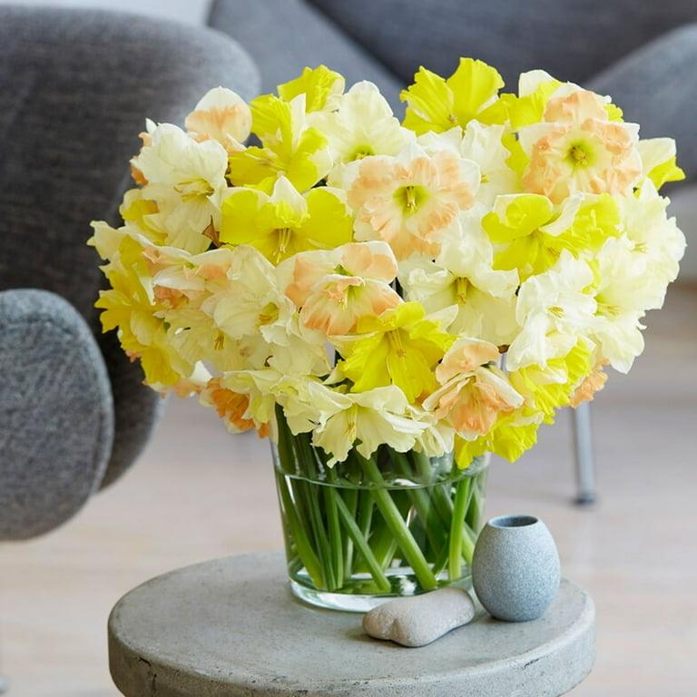 Daffodil, Butterfly, 'butterfly Mixture' - View 23 from www redcrocus com