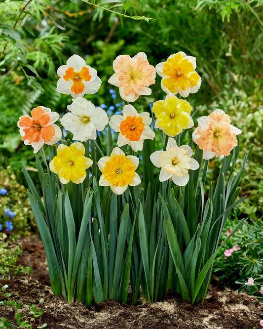 Daffodil, Butterfly, 'butterfly Mixture' - View 24 from www redcrocus com
