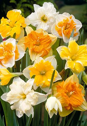 Daffodil, Butterfly, 'butterfly Mixture' - View 26 from www redcrocus com