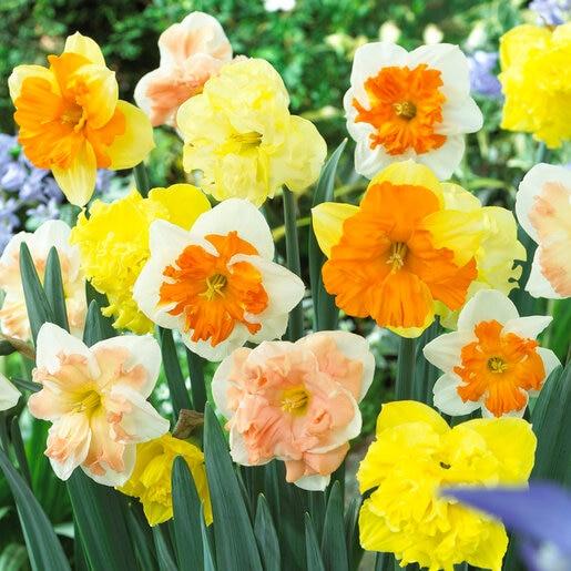 Daffodil, Butterfly, 'butterfly Mixture' - View 28 from www redcrocus com