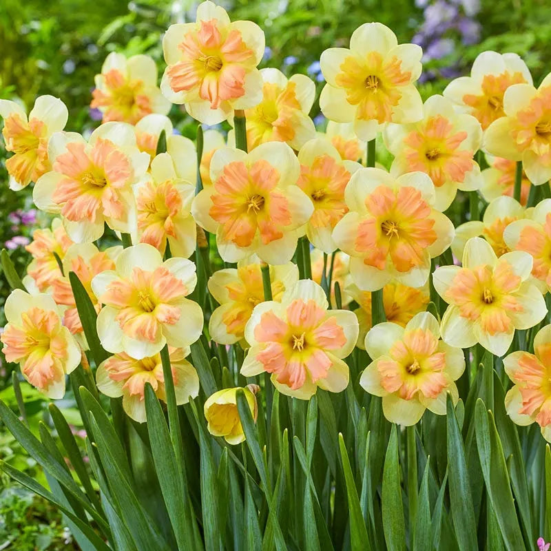 Daffodil, Butterfly, 'butterfly Mixture' - View 29 from www redcrocus com