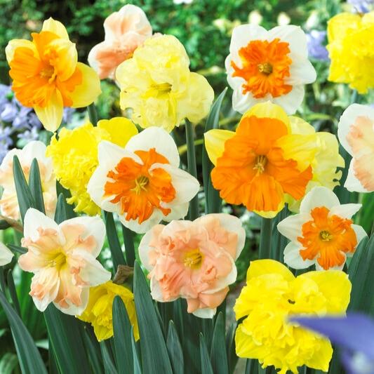 Daffodil, Butterfly, 'butterfly Mixture' - View 2 from www redcrocus com