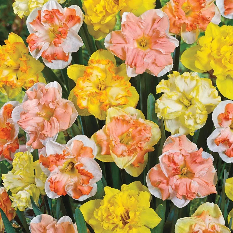 Daffodil, Butterfly, 'butterfly Mixture' - View 5 from www redcrocus com