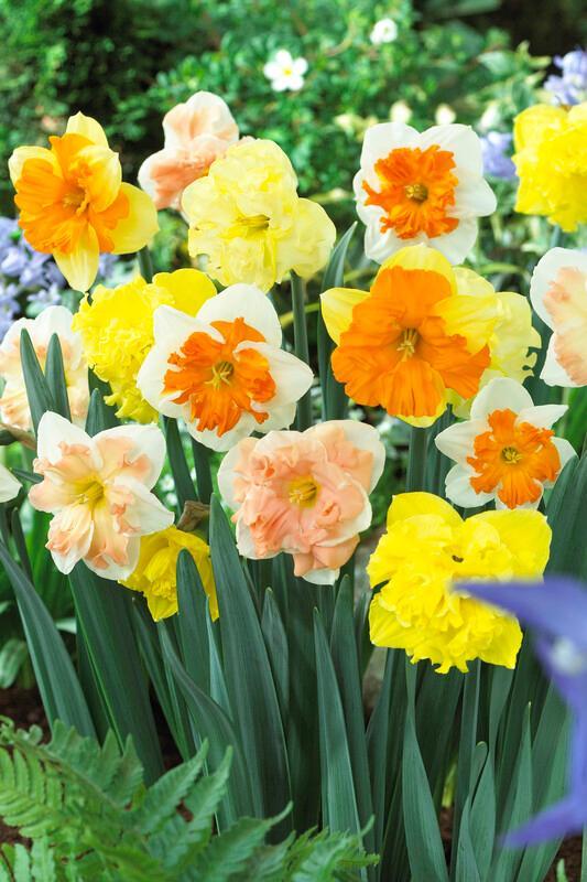 Daffodil, Butterfly, 'butterfly Mixture' - View 6 from www redcrocus com