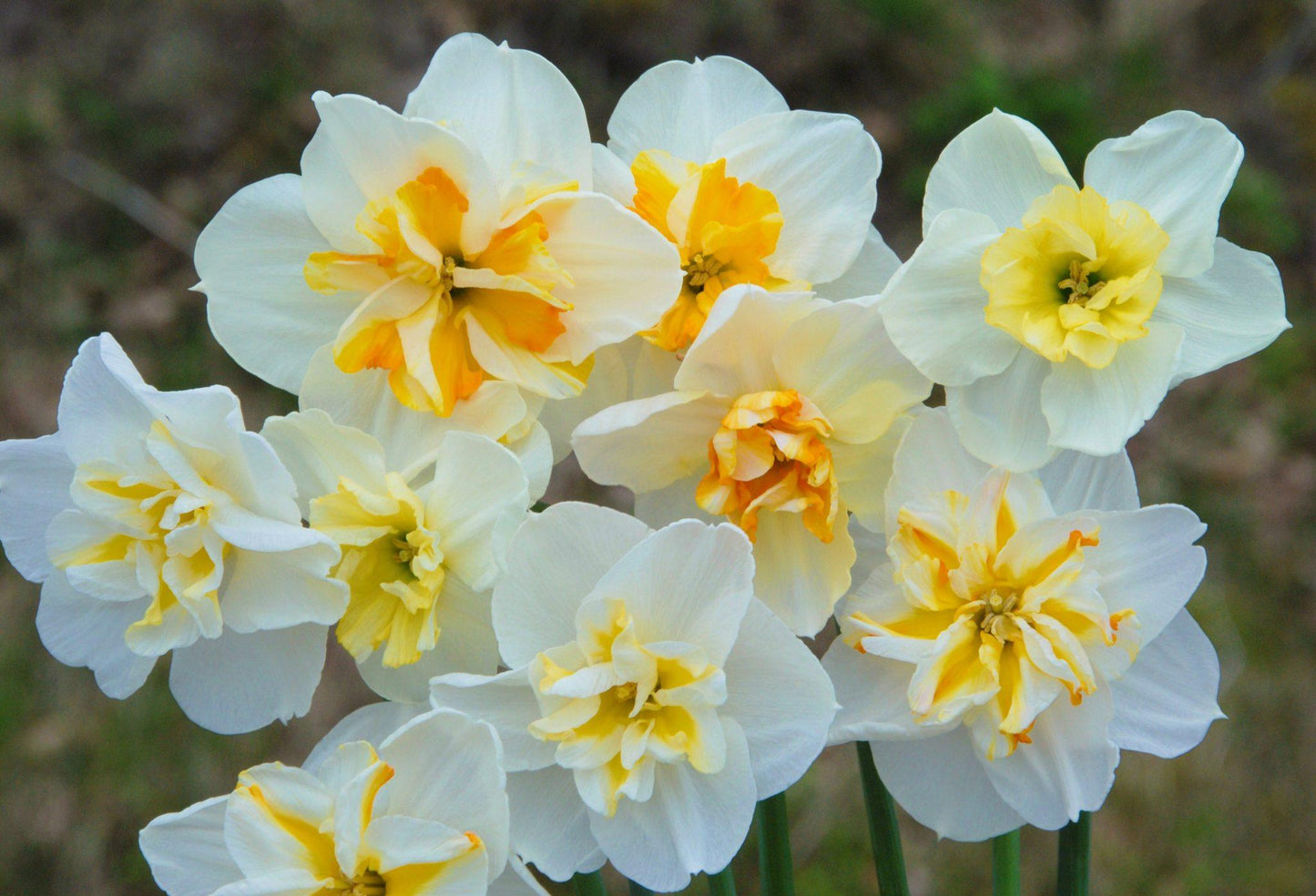 Daffodil, Butterfly, 'butterfly Mixture' - View 7 from www redcrocus com