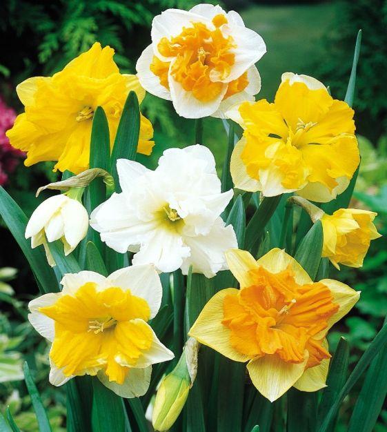 Daffodil, Butterfly, 'butterfly Mixture' - View 9 from www redcrocus com