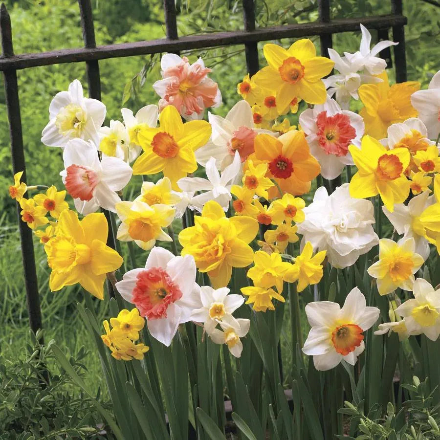 Daffodil, Mixture, Double Mix, All Colors Mix Of All Double Daffodils - View 14 from www redcrocus com