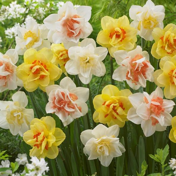 Daffodil, Mixture, Double Mix, All Colors Mix Of All Double Daffodils - View 15 from www redcrocus com