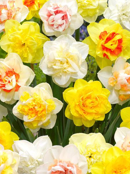 Daffodil, Mixture, Double Mix, All Colors Mix Of All Double Daffodils - View 18 from www redcrocus com