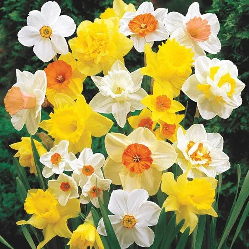 Daffodil, Mixture, Double Mix, All Colors Mix Of All Double Daffodils - View 19 from www redcrocus com