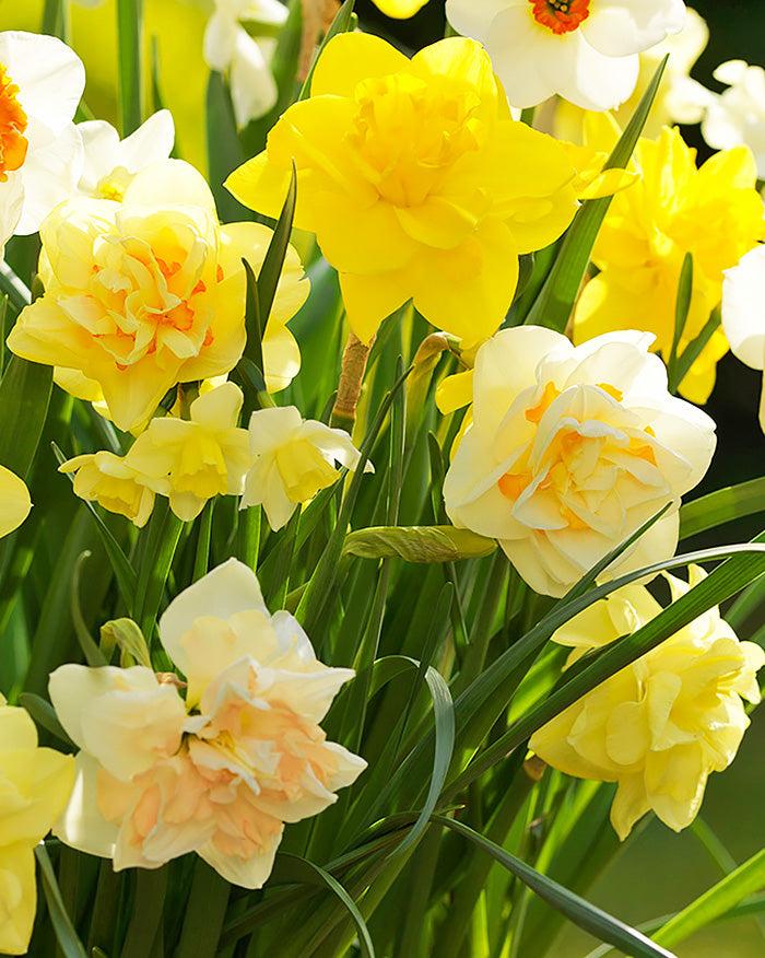 Daffodil, Mixture, Double Mix, All Colors Mix Of All Double Daffodils - View 20 from www redcrocus com