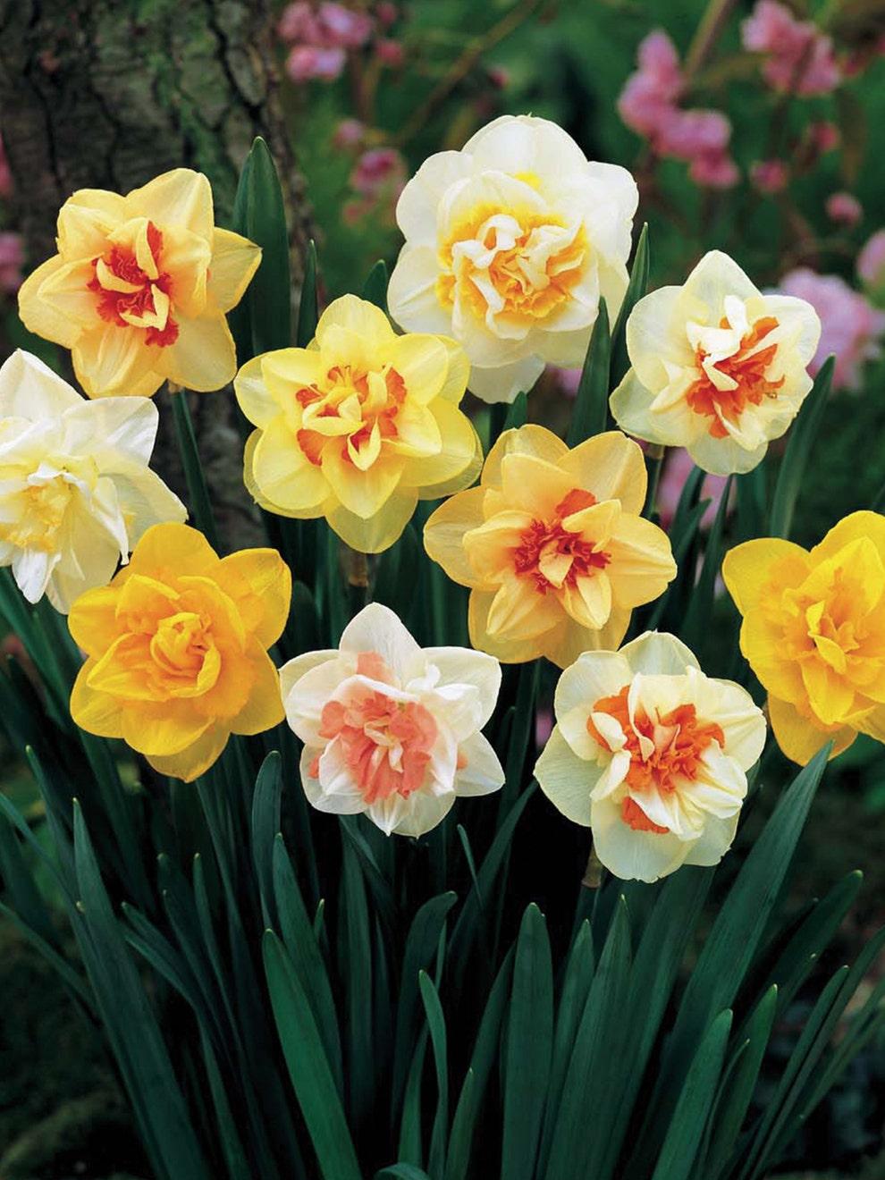Daffodil, Mixture, Double Mix, All Colors Mix Of All Double Daffodils - View 21 from www redcrocus com