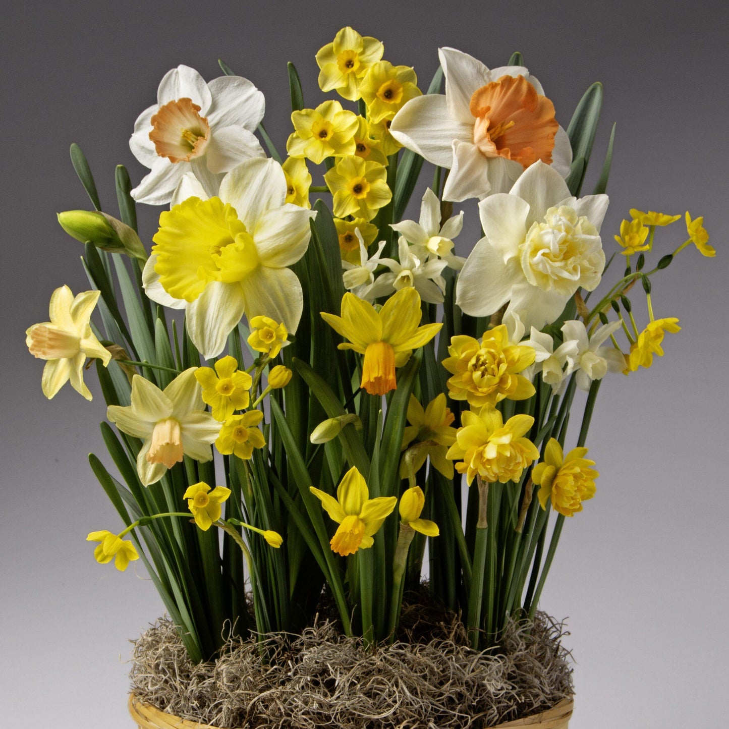 Daffodil, Mixture, Double Mix, All Colors Mix Of All Double Daffodils - View 22 from www redcrocus com