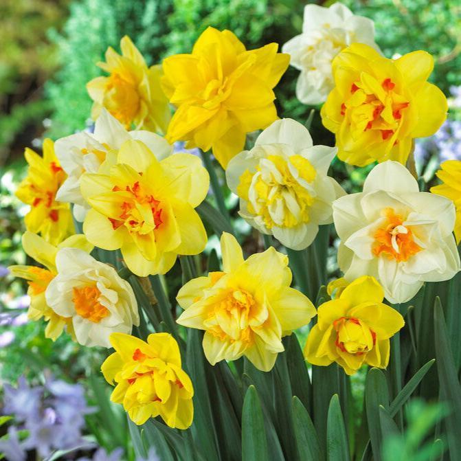 Daffodil, Mixture, Double Mix, All Colors Mix Of All Double Daffodils - View 25 from www redcrocus com
