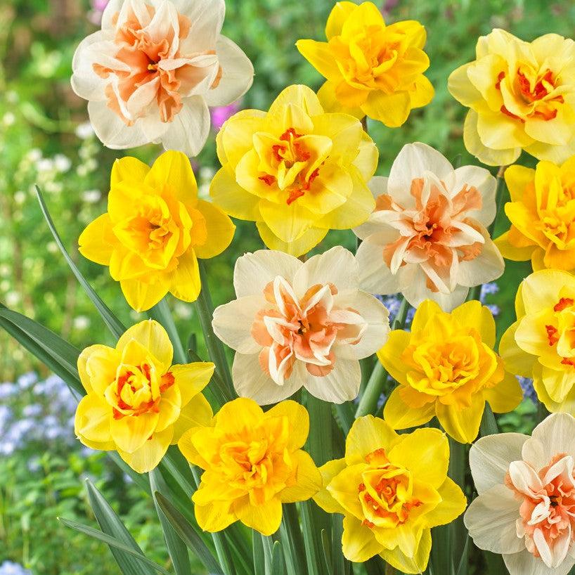Daffodil, Mixture, Double Mix, All Colors Mix Of All Double Daffodils - View 27 from www redcrocus com