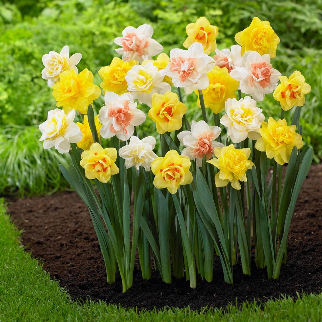 Daffodil, Mixture, Double Mix, All Colors Mix Of All Double Daffodils - View 2 from www redcrocus com