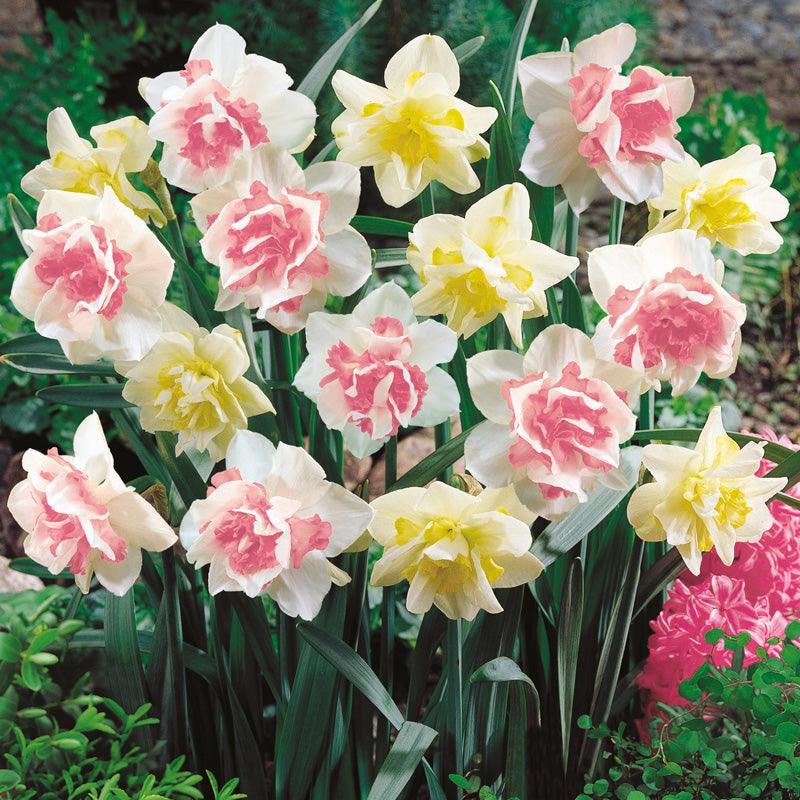 Daffodil, Mixture, Double Mix, All Colors Mix Of All Double Daffodils - View 30 from www redcrocus com