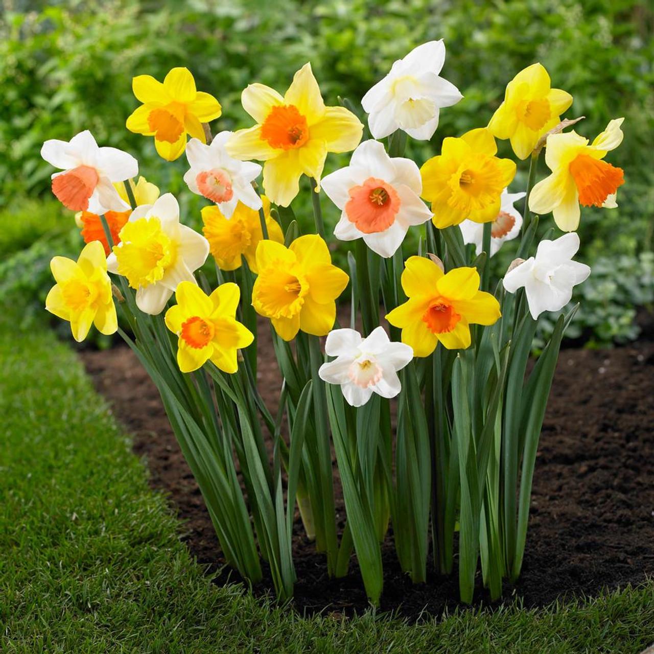 Daffodil, Mixture, Double Mix, All Colors Mix Of All Double Daffodils - View 31 from www redcrocus com