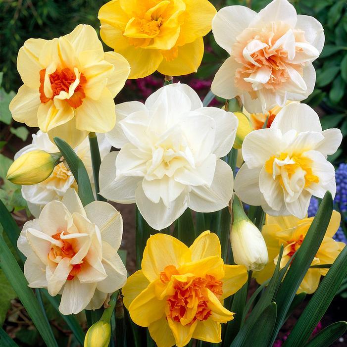 Daffodil, Mixture, Double Mix, All Colors Mix Of All Double Daffodils - View 33 from www redcrocus com