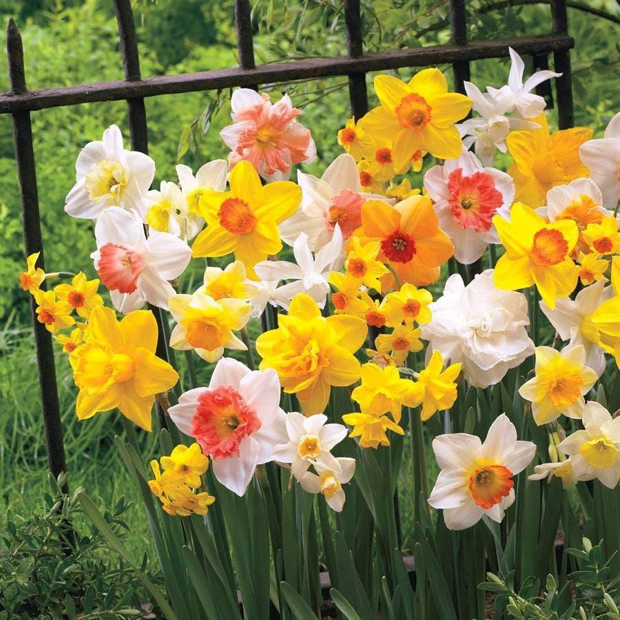 Daffodil, Mixture, Double Mix, All Colors Mix Of All Double Daffodils - View 34 from www redcrocus com