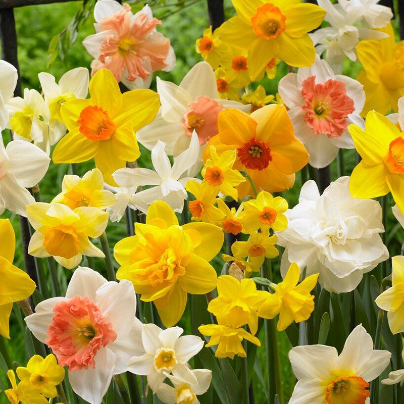 Daffodil, Mixture, Double Mix, All Colors Mix Of All Double Daffodils - View 36 from www redcrocus com