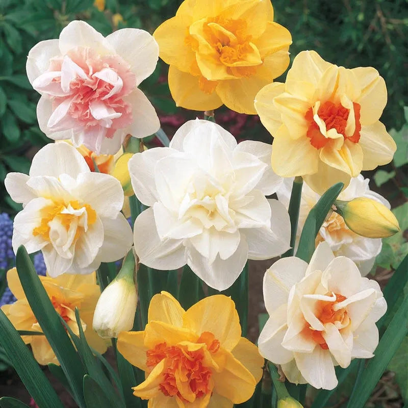 Daffodil, Mixture, Double Mix, All Colors Mix Of All Double Daffodils - View 4 from www redcrocus com