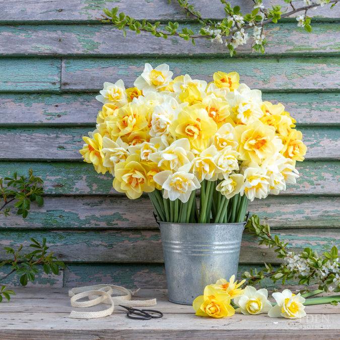 Daffodil, Mixture, Double Mix, All Colors Mix Of All Double Daffodils - View 6 from www redcrocus com