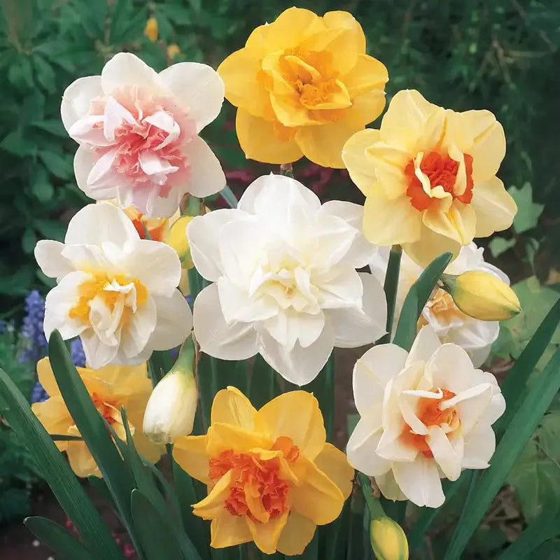 Daffodil, Mixture, Double Mix, All Colors Mix Of All Double Daffodils - View 7 from www redcrocus com