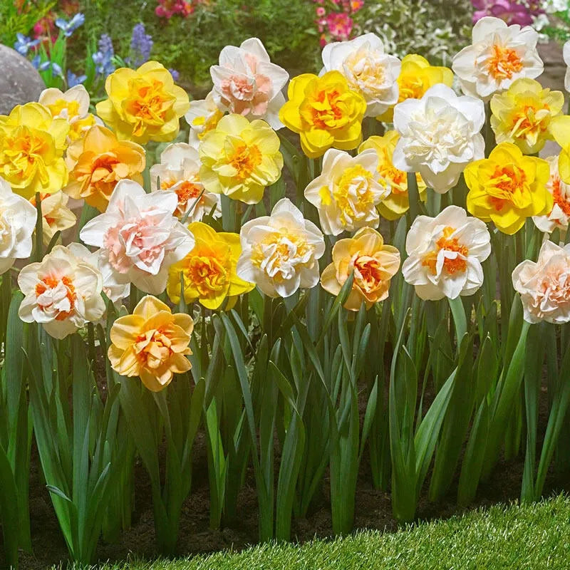 Daffodil, Mixture, Double Mix, All Colors Mix Of All Double Daffodils - View 8 from www redcrocus com