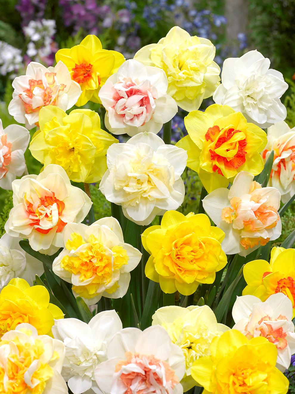 Daffodil, Mixture, Double Mix, All Colors Mix Of All Double Daffodils - View 9 from www redcrocus com