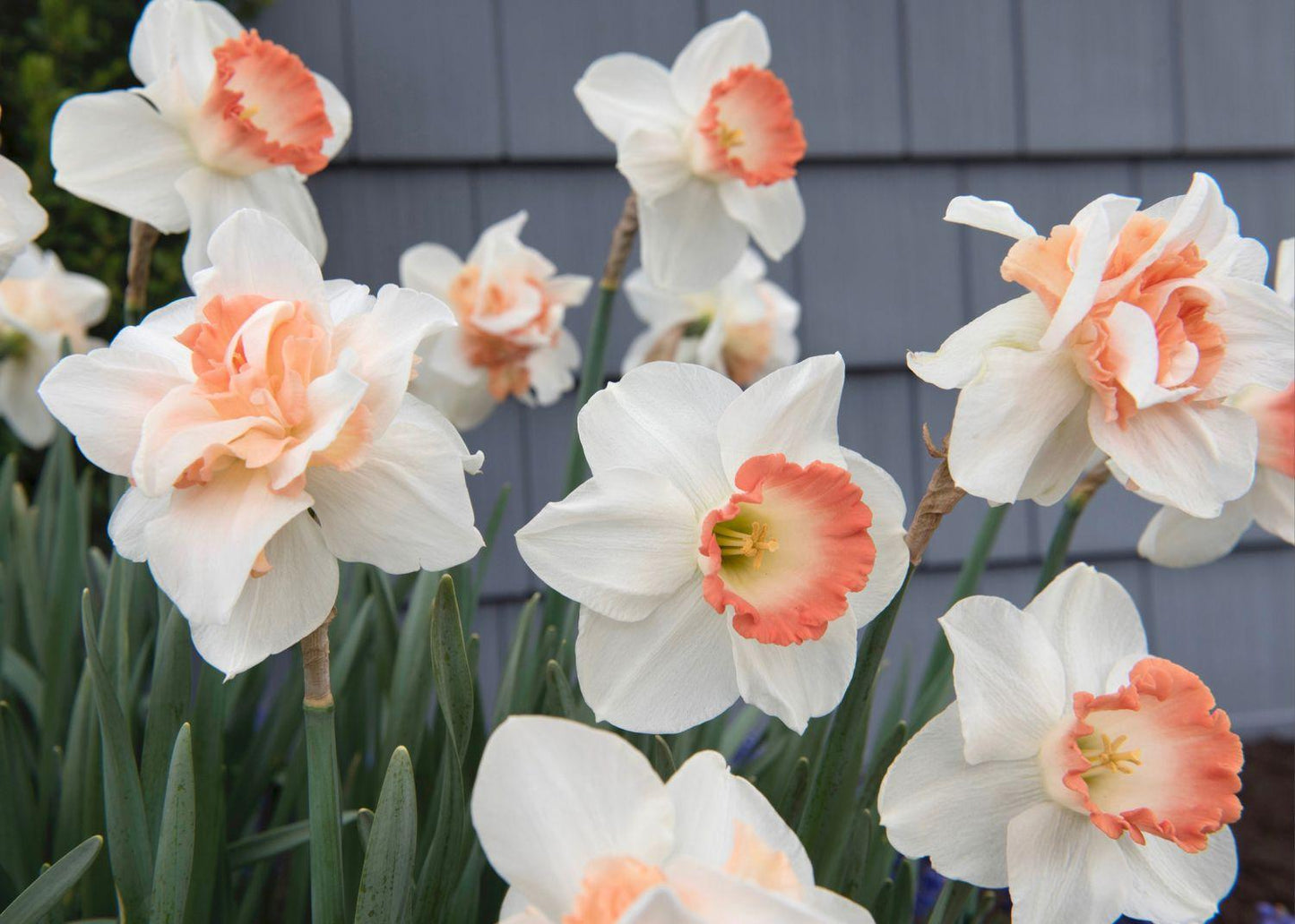 Daffodil, Large Cup, 'pink Pride', White With Pink Cup - View 10 from www redcrocus com