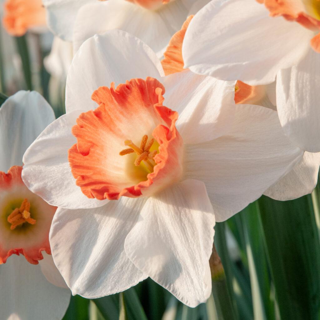 Daffodil, Large Cup, 'pink Pride', White With Pink Cup - View 11 from www redcrocus com
