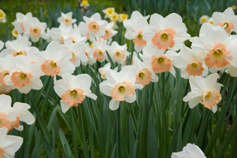 Daffodil, Large Cup, 'pink Pride', White With Pink Cup - View 13 from www redcrocus com