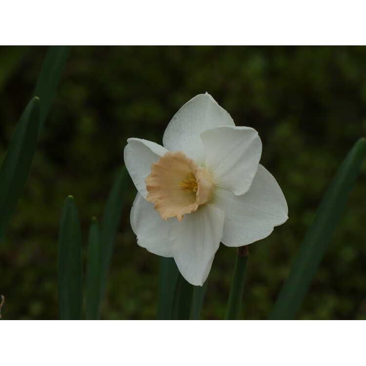 Daffodil, Large Cup, 'pink Pride', White With Pink Cup - View 15 from www redcrocus com