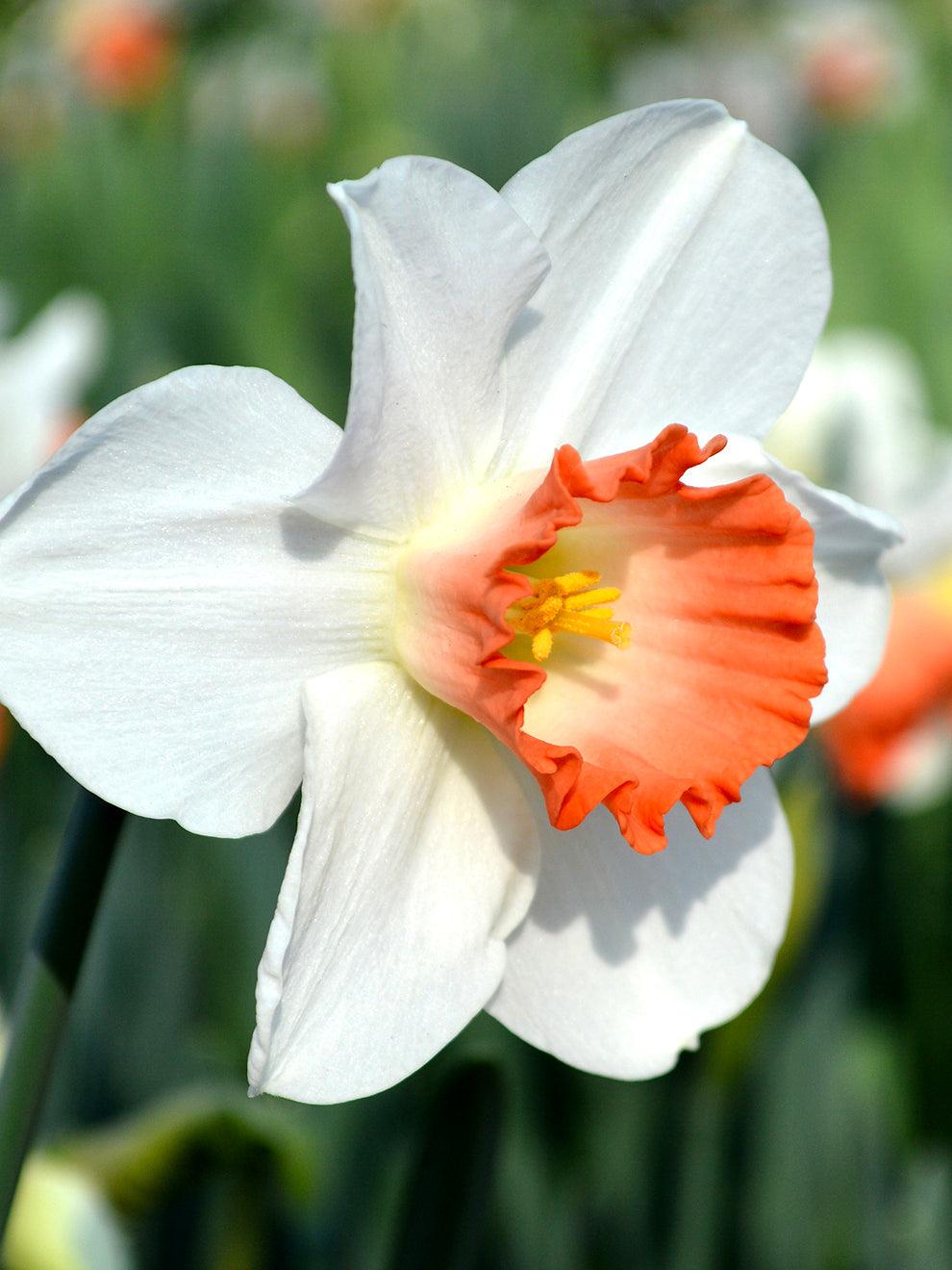 Daffodil, Large Cup, 'pink Pride', White With Pink Cup - View 16 from www redcrocus com