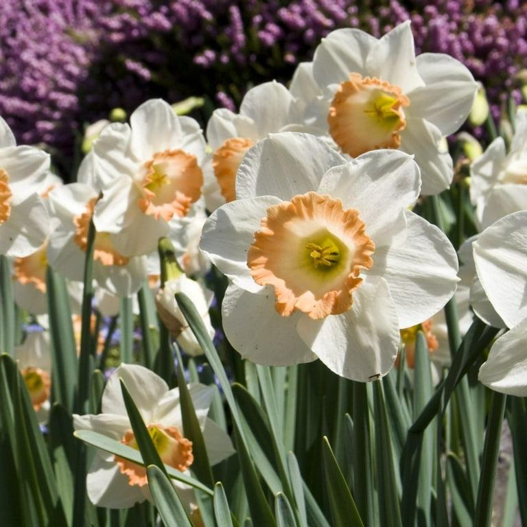 Daffodil, Large Cup, 'pink Pride', White With Pink Cup - View 17 from www redcrocus com