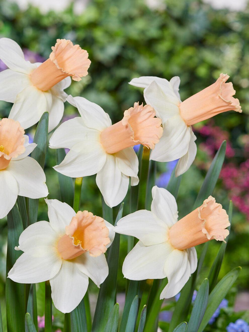 Daffodil, Large Cup, 'pink Pride', White With Pink Cup - View 18 from www redcrocus com