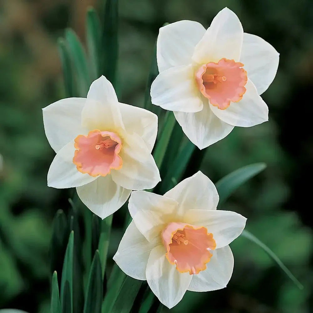 Daffodil, Large Cup, 'pink Pride', White With Pink Cup - View 20 from www redcrocus com