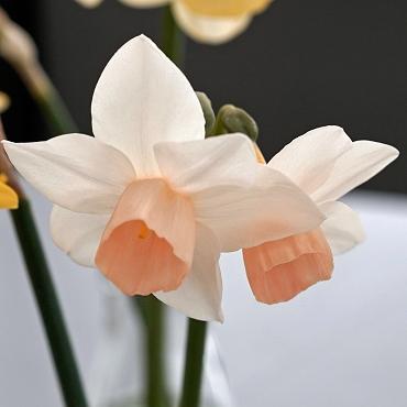 Daffodil, Large Cup, 'pink Pride', White With Pink Cup - View 21 from www redcrocus com
