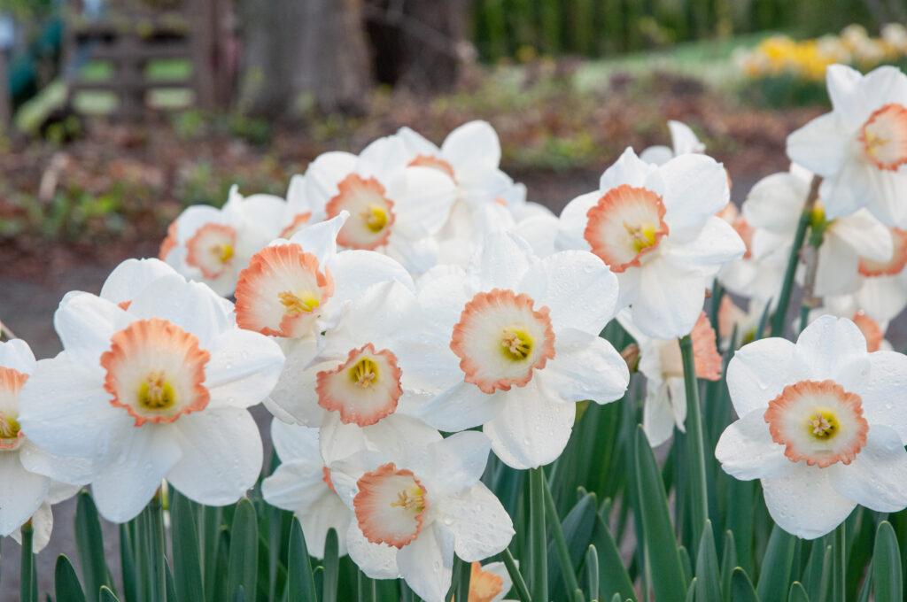 Daffodil, Large Cup, 'pink Pride', White With Pink Cup - View 22 from www redcrocus com