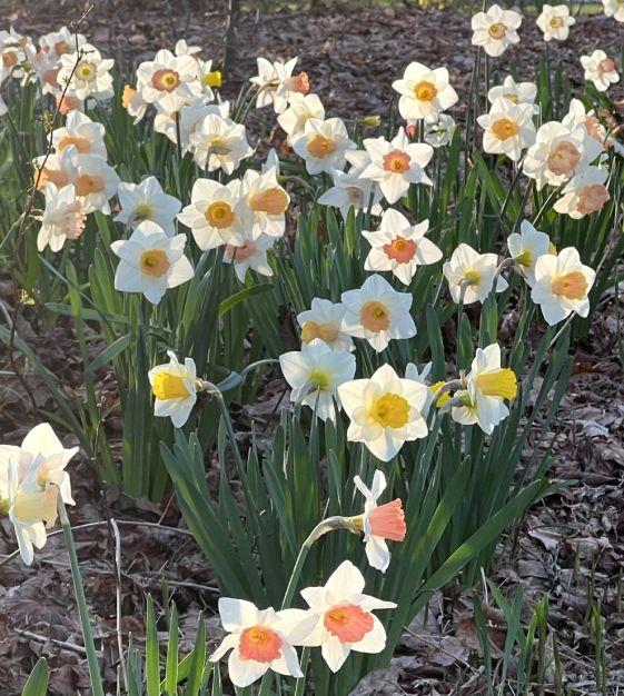 Daffodil, Large Cup, 'pink Pride', White With Pink Cup - View 23 from www redcrocus com