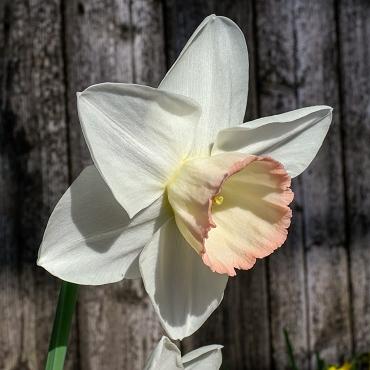 Daffodil, Large Cup, 'pink Pride', White With Pink Cup - View 24 from www redcrocus com