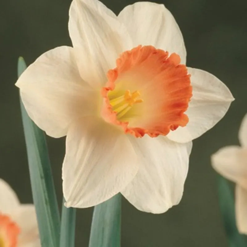 Daffodil, Large Cup, 'pink Pride', White With Pink Cup - View 25 from www redcrocus com
