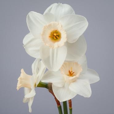 Daffodil, Large Cup, 'pink Pride', White With Pink Cup - View 26 from www redcrocus com