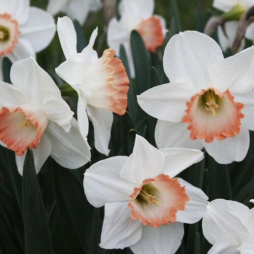 Daffodil, Large Cup, 'pink Pride', White With Pink Cup - View 2 from www redcrocus com